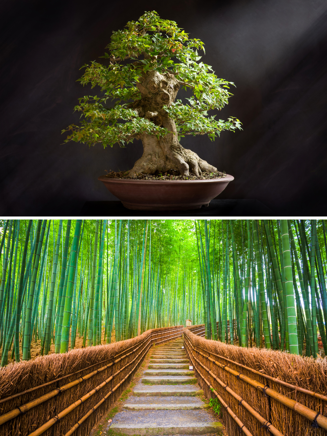 Composizione verticale di due immagini: nella parte superiore, un maestoso albero bonsai con un tronco antico e foglie verdi rigogliose in un vaso di ceramica; nella parte inferiore, il suggestivo sentiero della foresta di bambù di Arashiyama a Kyoto, con alte canne di bambù verdi che circondano una scalinata in pietra delimitata da recinzioni tradizionali in paglia.