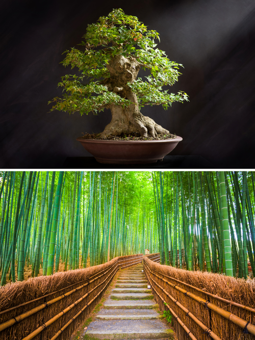Composizione verticale di due immagini: nella parte superiore, un maestoso albero bonsai con un tronco antico e foglie verdi rigogliose in un vaso di ceramica; nella parte inferiore, il suggestivo sentiero della foresta di bambù di Arashiyama a Kyoto, con alte canne di bambù verdi che circondano una scalinata in pietra delimitata da recinzioni tradizionali in paglia.