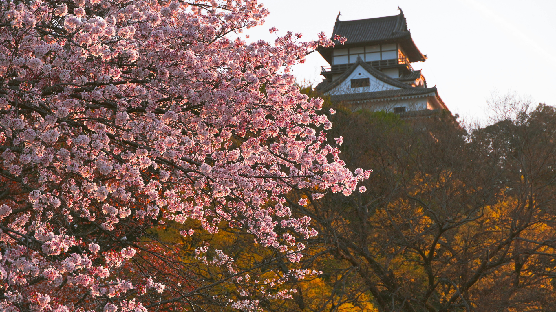 Ciliegi in fiore (Sakura) incorniciano l'antico castello giapponese di Inuyama al tramonto; una tappa suggestiva del tour 'Sentieri di Storia' di Hidden Japan, progettato per svelare l'anima autentica e la bellezza storica del Giappone attraverso un'assistenza diretta sul territorio.