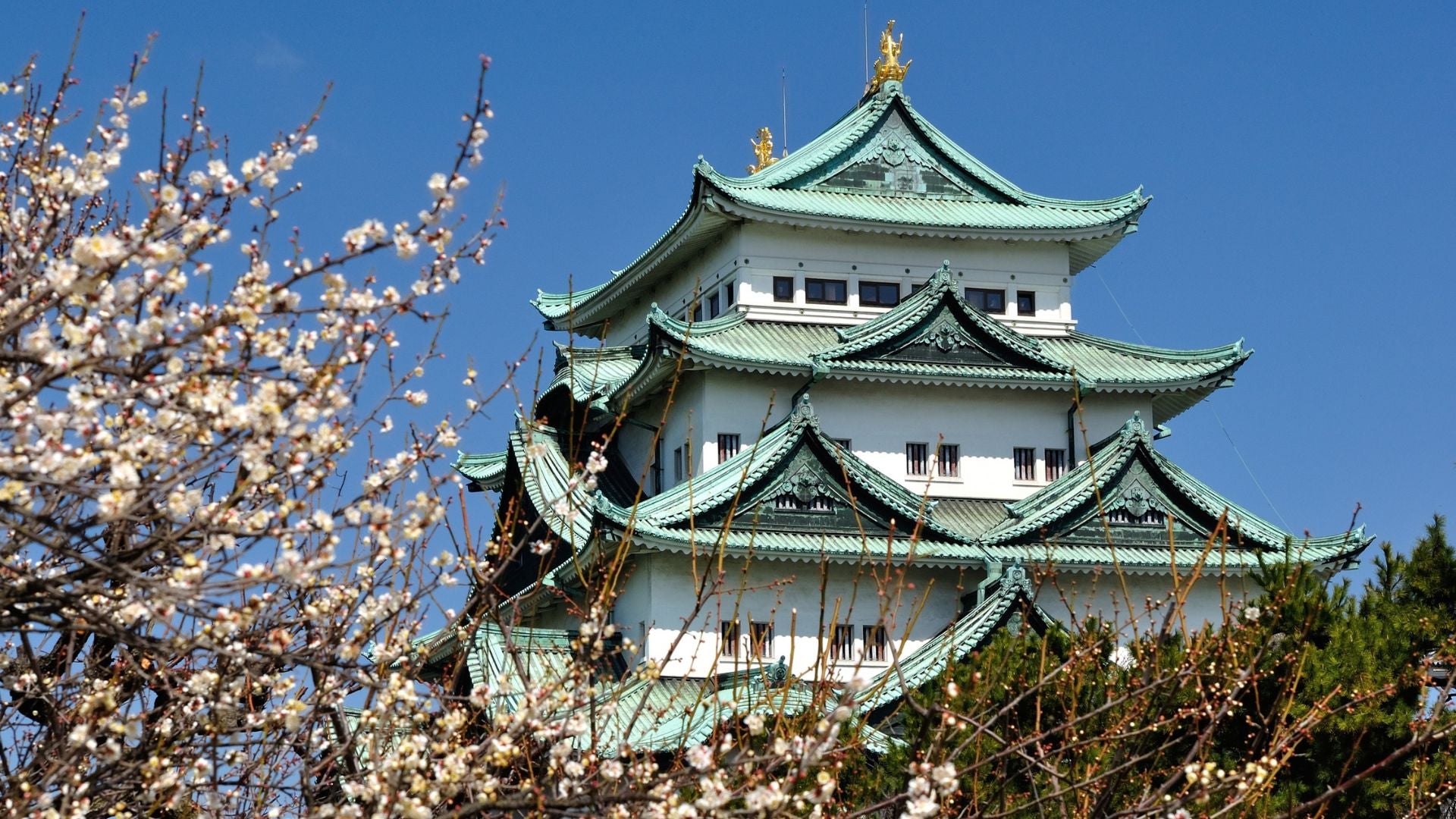Il maestoso Castello di Nagoya con i suoi iconici tetti verdi e le decorazioni dorate shachihoko, simbolo del potere dei samurai e della storia della città; tappa fondamentale dei nostri itinerari autentici che collegano Tokyo alle province centrali del Giappone.