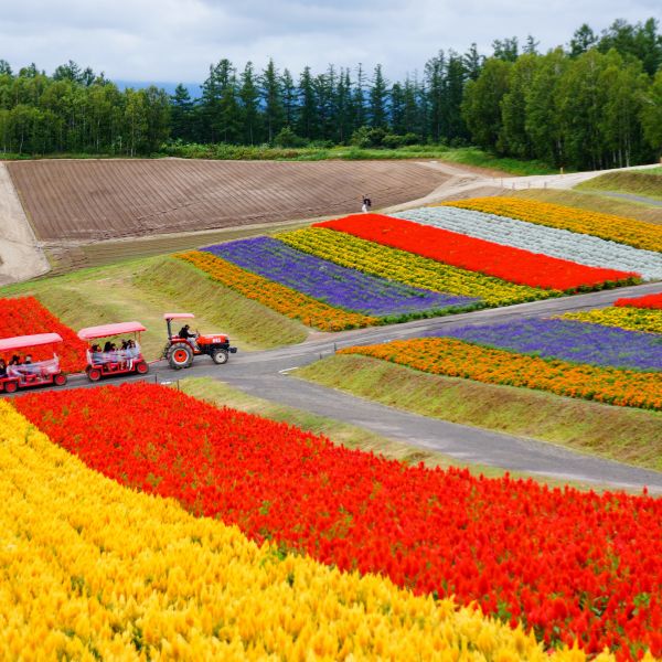 Campi fioriti di Hokkaido visitati durante un tour d'autore con Hidden Japan, specialisti in itinerari autentici e logistica in loco. attraversa i prati colorati di Biei: un'esperienza esclusiva di Hidden Japan per scoprire il Giappone rurale oltre i sentieri comuni.
